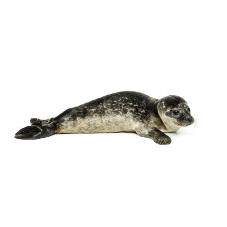 petit Sticker phoque