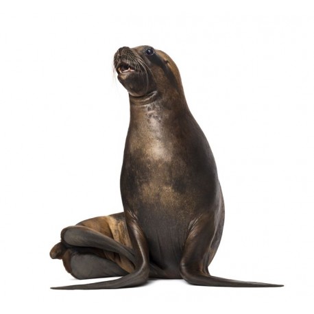 Sticker muraux phoque