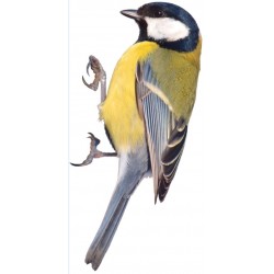 Sticker oiseau moineau bleu jaune