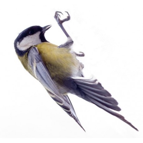 Sticker oiseau moineau bleu jaune