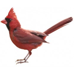 Sticker oiseau moineau rouge