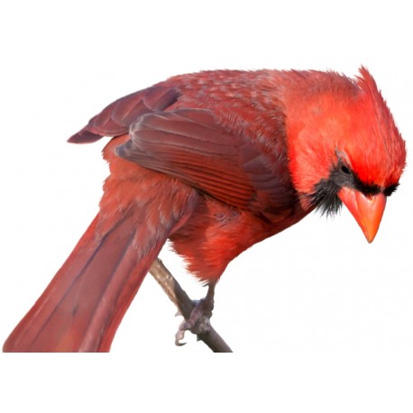 Sticker oiseau moineau rouge