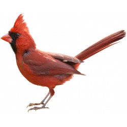 Sticker oiseau moineau rouge