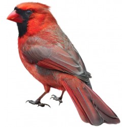 Sticker oiseau moineau rouge