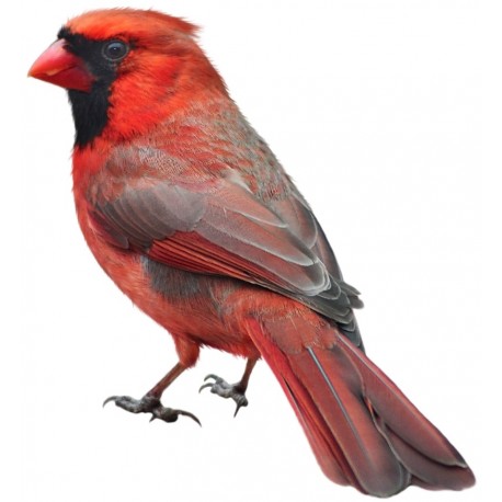Sticker oiseau moineau rouge