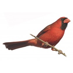 Sticker oiseau moineau rouge