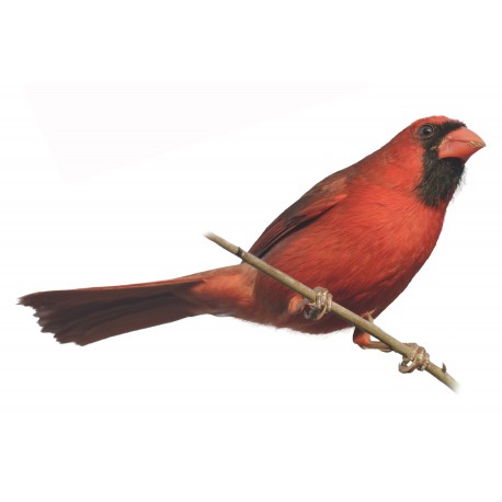 Sticker oiseau moineau rouge