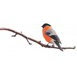 Sticker oiseau moineau rouge