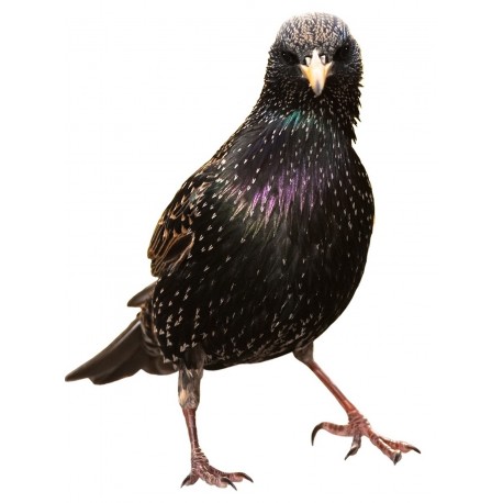 Sticker oiseau moineau