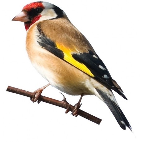 Sticker moineau jaune rouge marron