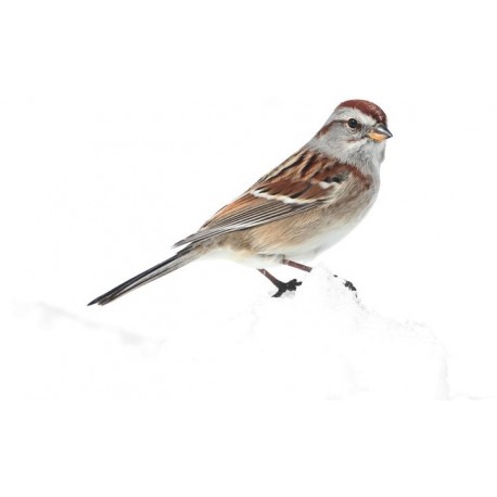 Sticker oiseau moineau