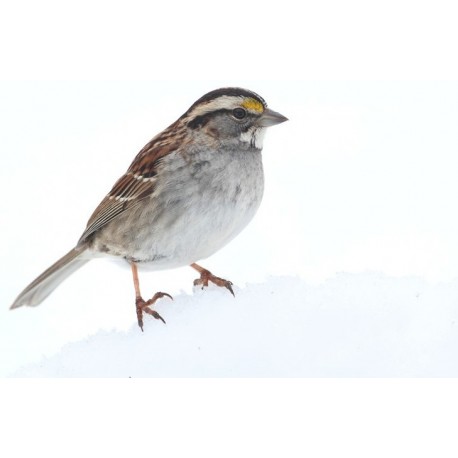 Sticker oiseau moineau