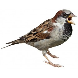 Sticker oiseau moineau marron