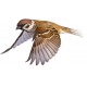 Sticker oiseau moineau marron