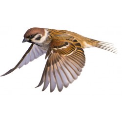 Sticker oiseau moineau marron