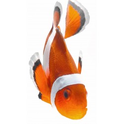 Sticker poisson clown cuisine