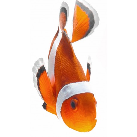 Sticker poisson clown cuisine