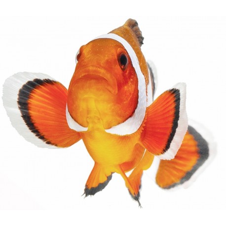 Sticker poisson clown decoration