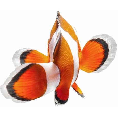 Sticker poisson clown geant