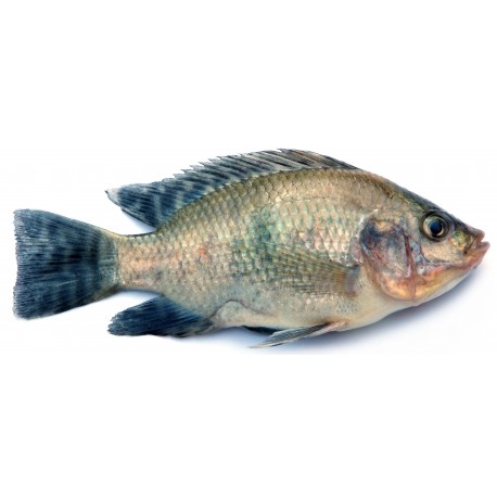 Sticker muraux poisson dorade