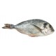Sticker poisson dorade