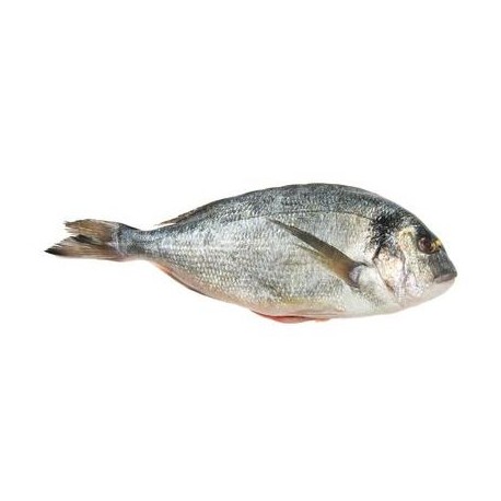 Sticker poisson dorade