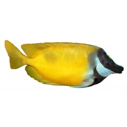 Autocollant poisson jaune