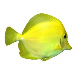 Sticker poisson jaune mer