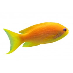 Sticker poisson jaune