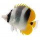 Sticker poisson jaune pas cher