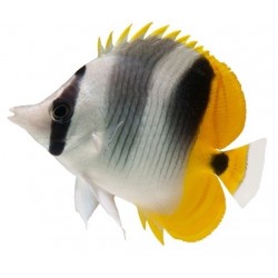 Sticker poisson jaune pas cher