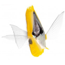 petit Sticker poisson jaune