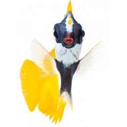 Sticker poisson jaune