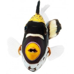 Sticker poisson jaune deco