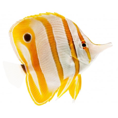 Sticker poisson jaune