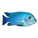 Autocollant poisson bleu
