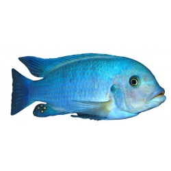 Autocollant poisson bleu