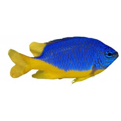 Sticker poisson bleu cuisine