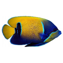 Sticker poisson bleu deco