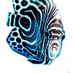 Sticker muraux poisson bleu