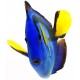 Sticker poisson bleu mer