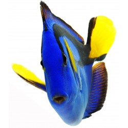 Sticker poisson bleu mer