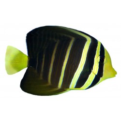 Autocollant poisson exotique