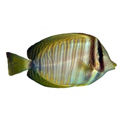 Sticker poisson exotique cuisine