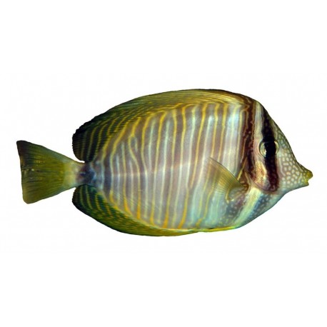 Sticker poisson exotique cuisine