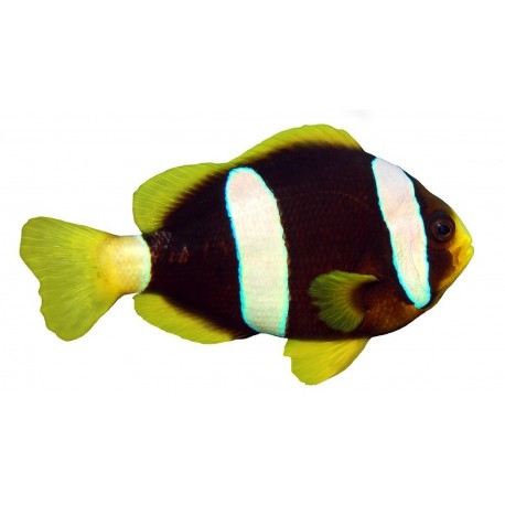 Sticker poisson exotique mural