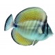 Sticker poisson exotique mer