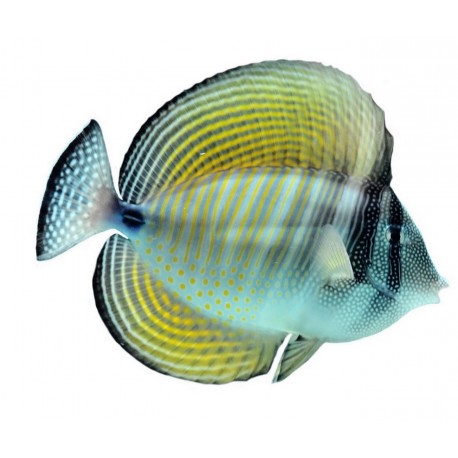 Sticker poisson exotique mer