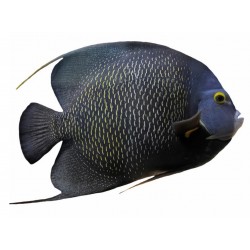 Sticker poisson exotique decoration geant