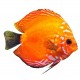 Sticker poisson exotique orange